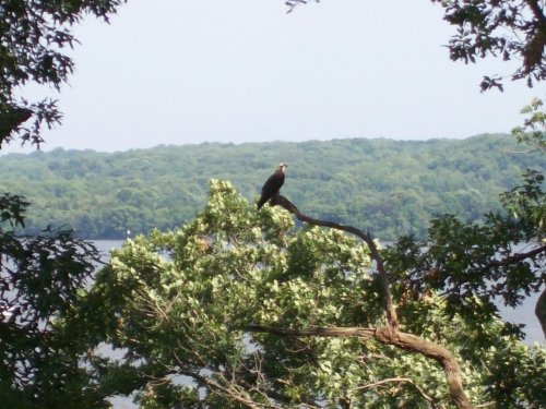 Wild bird in tree 